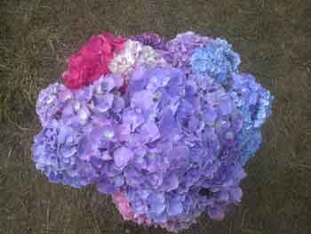 Big Hydrangea Bouquet