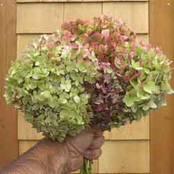 Dried Hydrangea Bouquet