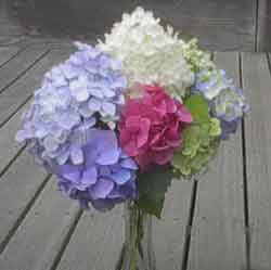 Hydrangea Bouquet in Vase