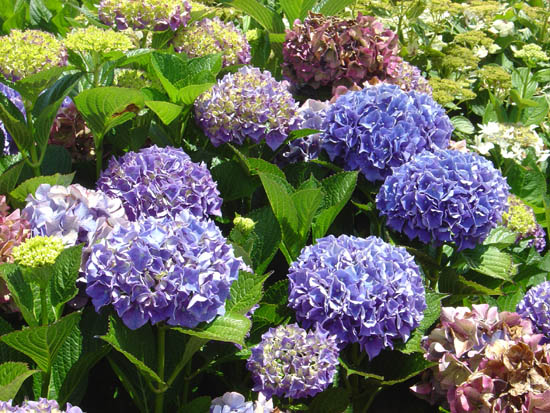 Hydrangea macrophylla 'Alpengluhen'