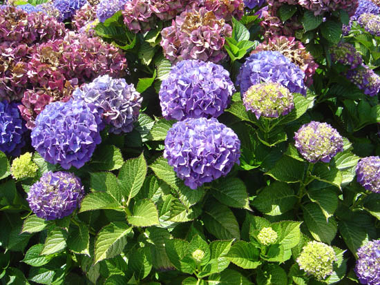 Hydrangea macrophylla 'Baardses Favorite'