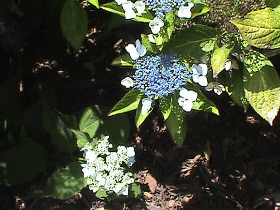 Hydrangea macrophylla 'Blue Deckle'