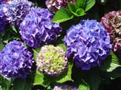 hydrangea
