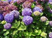 hydrangea