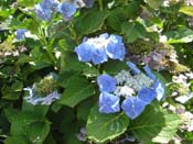hydrangea