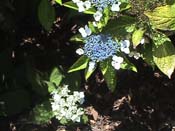 hydrangea