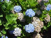hydrangea