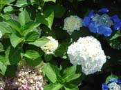 hydrangea