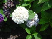 hydrangea