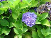 hydrangea