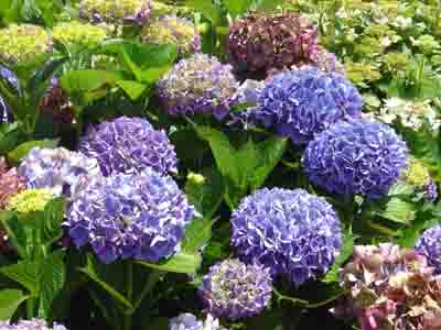Hydrangea macrophylla 'Alpengluhen'
