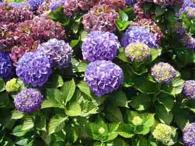 Hydrangea macrophylla 'Baardses Favorite'