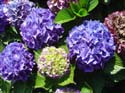 hydrangea