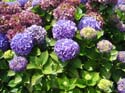 hydrangea