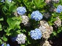 hydrangea