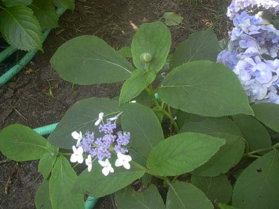 involucrata