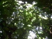 Blue Billows