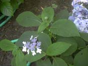 involucrata