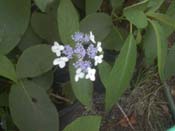 involucrata