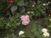 macrophylla