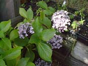 macrophylla
