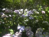macrophylla