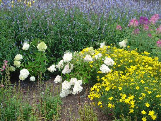 Hydrangeas