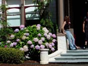 hydrangeaAuckland