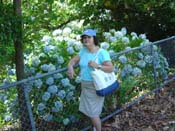 hydrangeaAuckland
