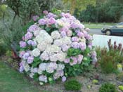 hydrangeaAuckland_Rose