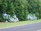 hydrangeaCoromandel
