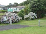hydrangeaCoromandel