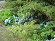 hydrangeaCoromandel