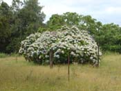 hydrangeaCoromandel