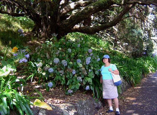 Hydrangeas