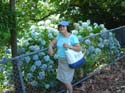 hydrangeaAuckland