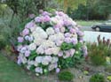 hydrangeaAuckland_Rose