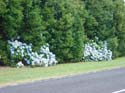 hydrangeaCoromandel