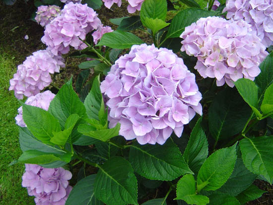 Photos of Hydrangeas