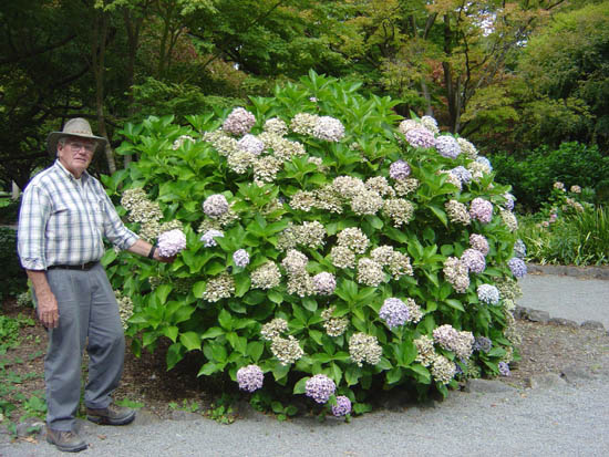 Photos of Hydrangeas