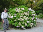 hydrangea'Ayesha'