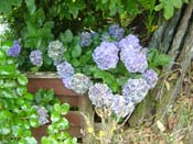 hydrangea'Mokau_Blue'_Mokau1