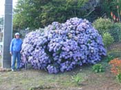 hydrangea'Monstrosa_2'