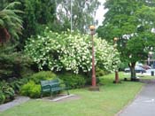 hydrangea'PeeGee'_