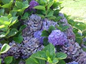 hydrangea'Waihi_Mahogany_Stem