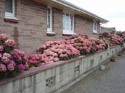 hydrangea.Oamaru_Roadside2
