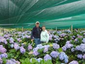hydrangeaAilsa_Mal_Colac_Ba