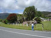 hydrangeaRoss_Roadside