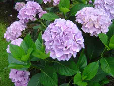 Photos of Hydrangeas