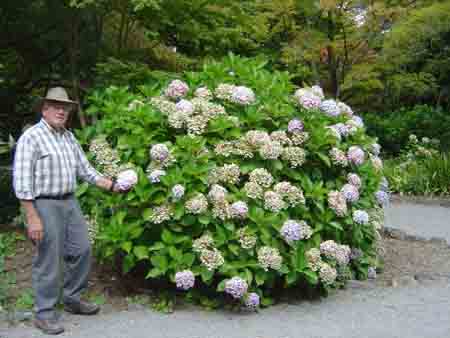 Photos of Hydrangeas